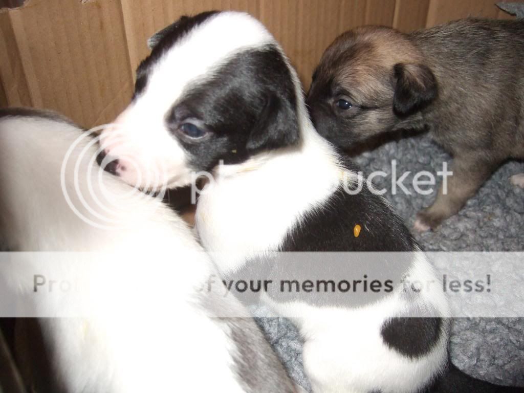 poppyspups2006.jpg