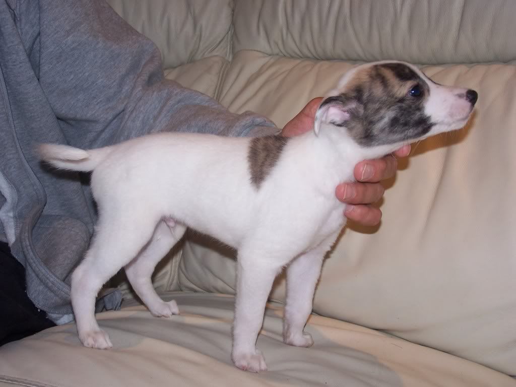 abbeypupssixweeksold018.jpg