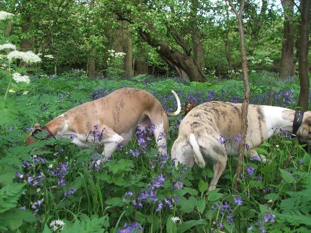 Resized_BluebellsMay06001.jpg