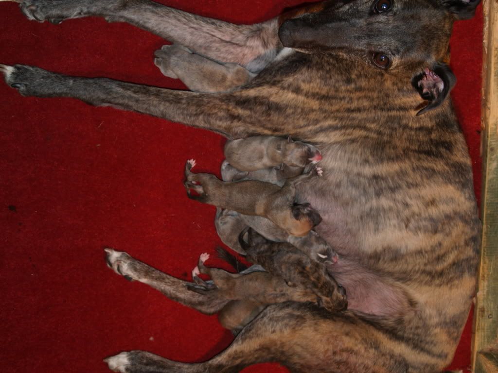 Taraspupsborn071007001.jpg