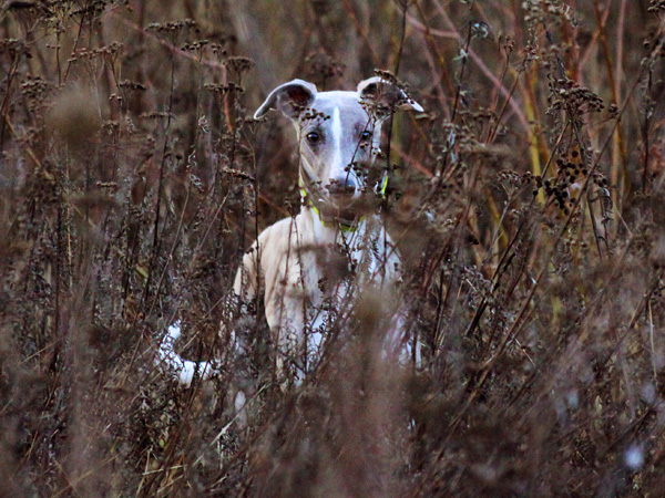Search_for_Fiebe_by_DobesMom.jpg