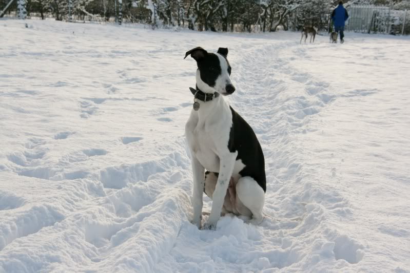 Evennmoresnow27112010046.jpg
