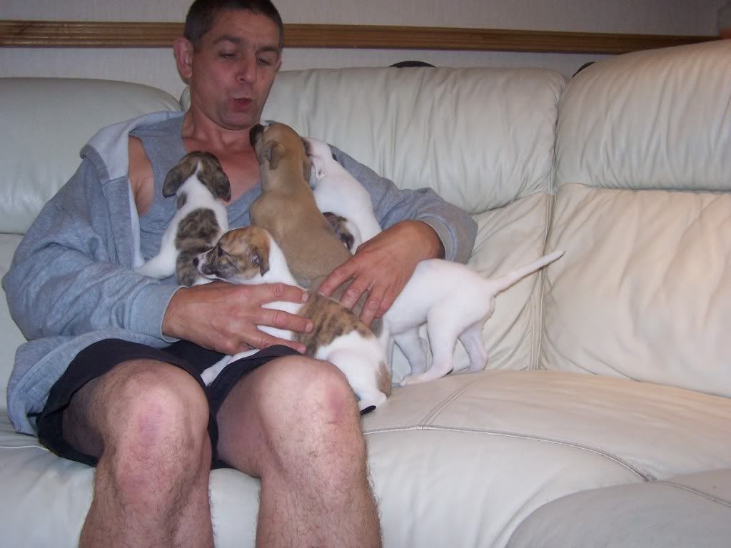 abbeypupssixweeksold020.jpg