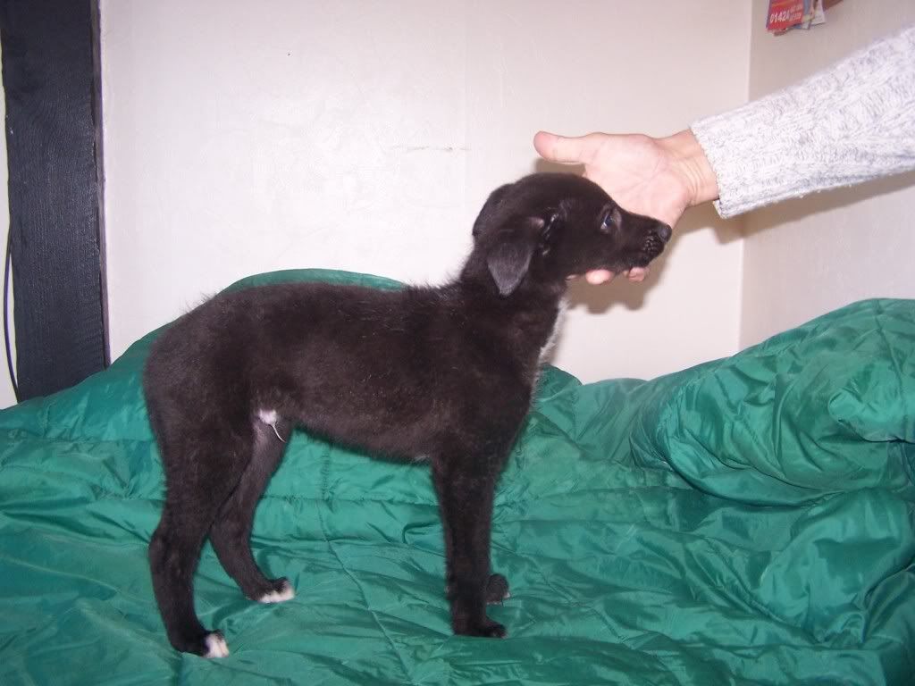 mixeddogpix012.jpg
