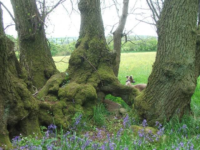 Resized_BluebellsMay06007.jpg
