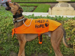 Bob-needs-home-300x225.jpg