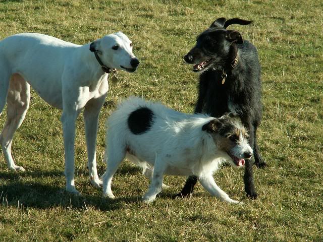 PlayingwithBracken3.jpg