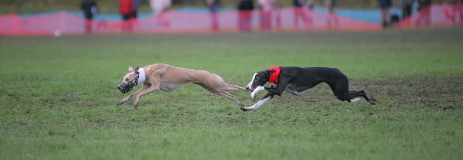dogs020.jpg