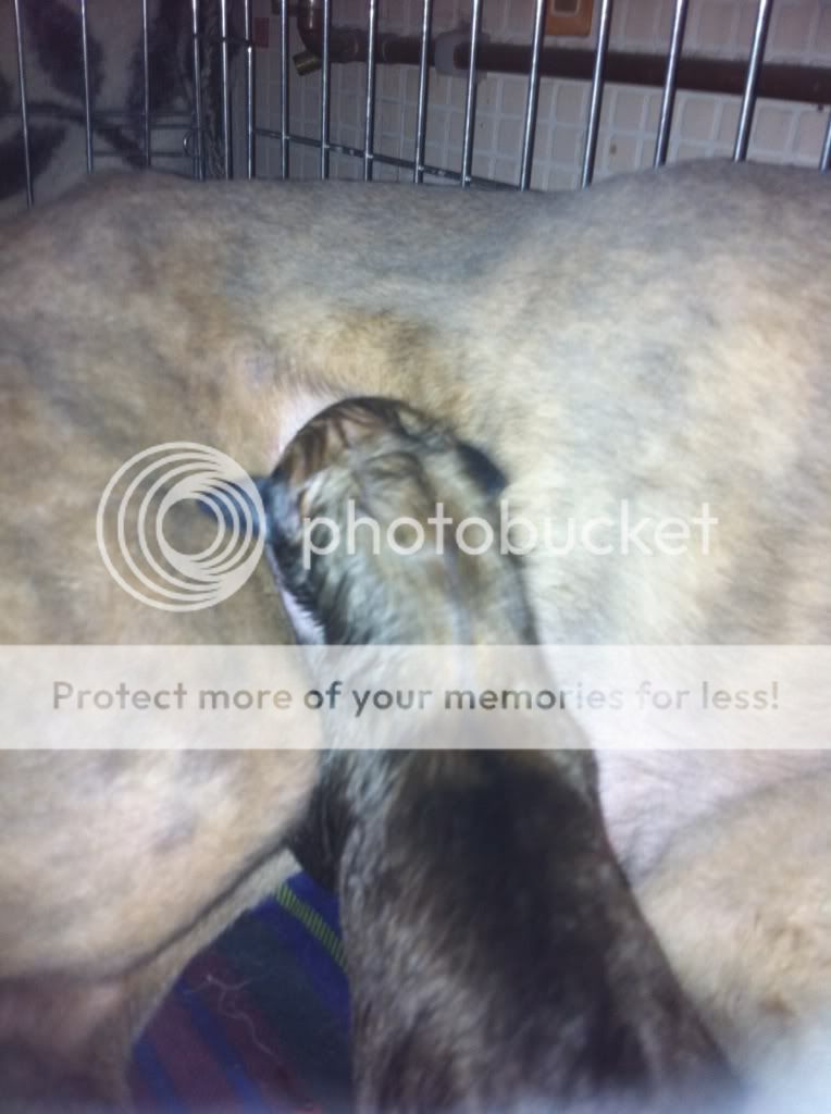 lyndonspup001.jpg