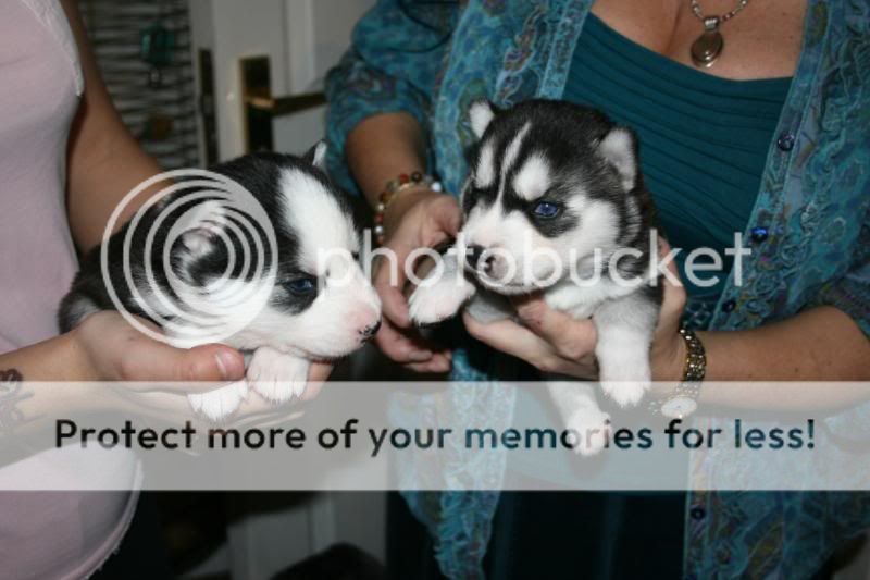 Boospuppiesat19days013.jpg