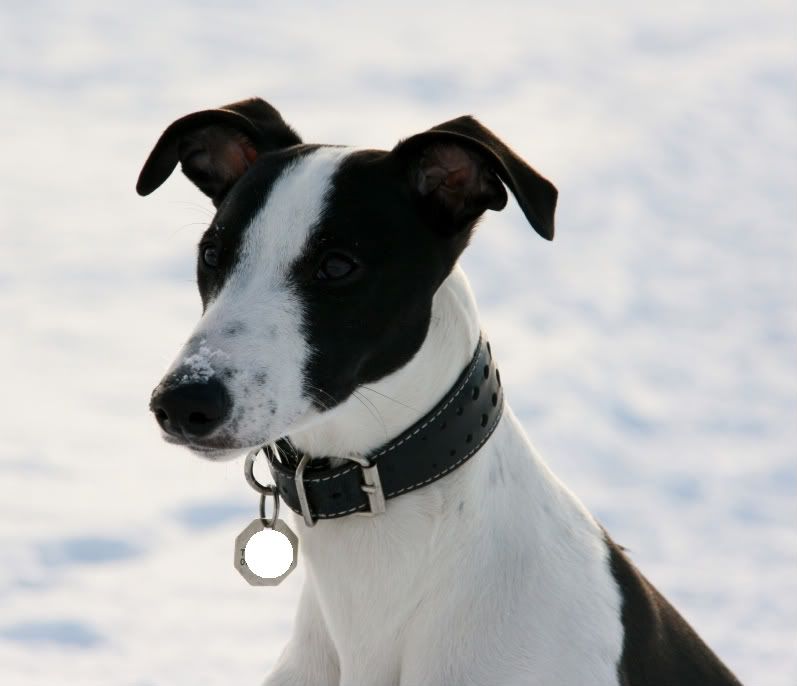 Evennmoresnow27112010044.jpg
