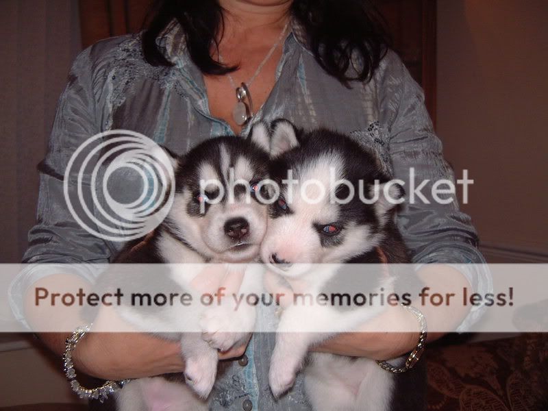 pupsat4weeksold003.jpg