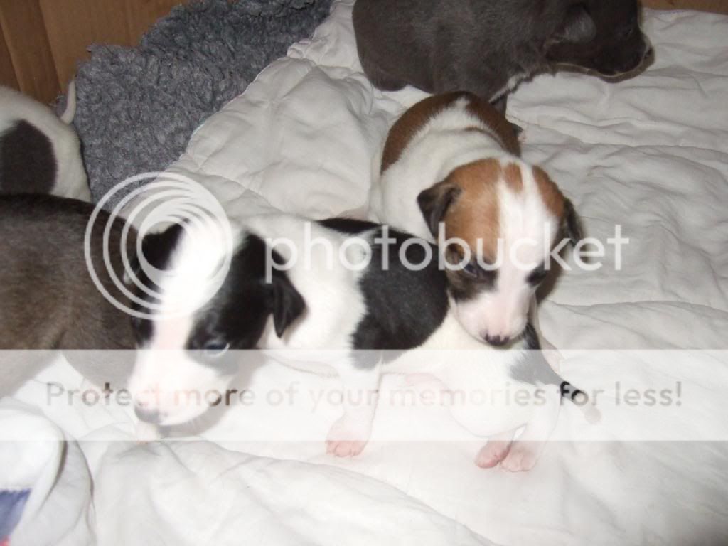poppyspups2002.jpg