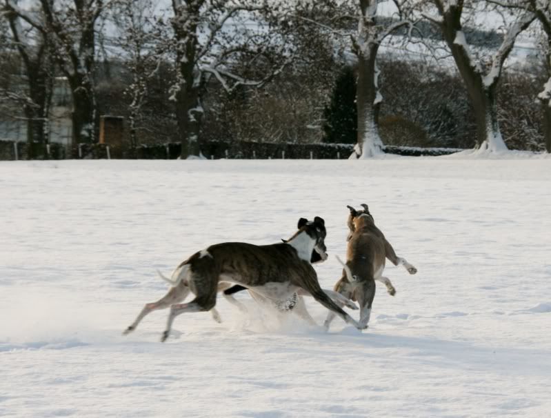 Evennmoresnow27112010021.jpg