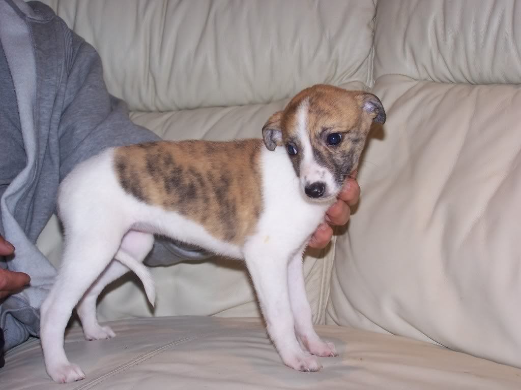 abbeypupssixweeksold006.jpg