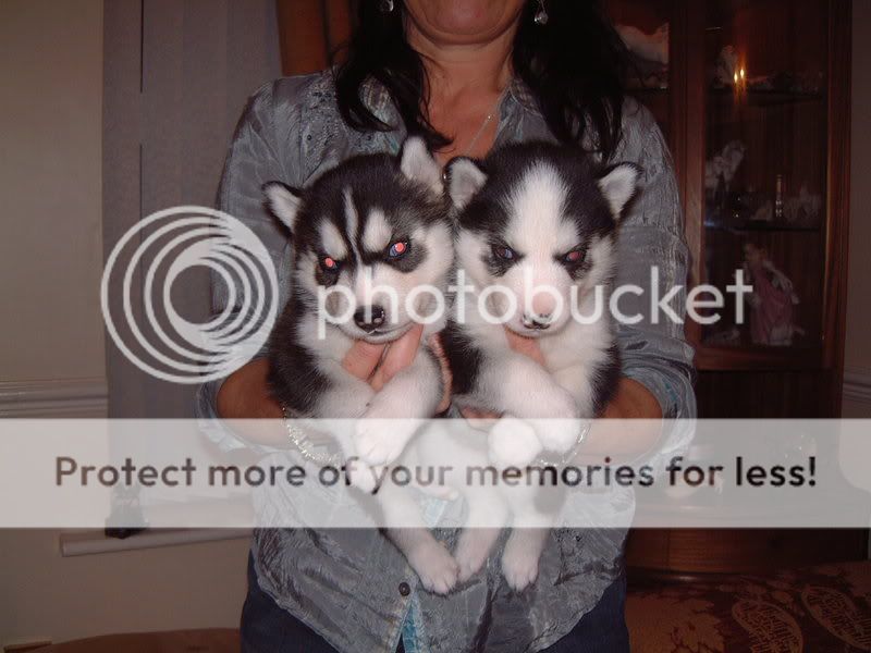 pupsat4weeksold001.jpg