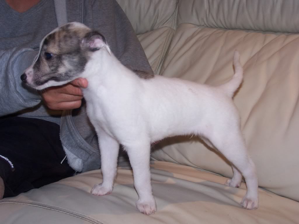 abbeypupssixweeksold017.jpg