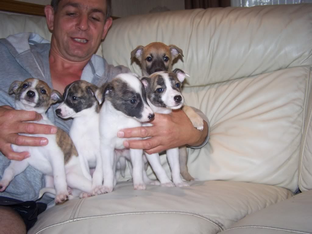 abbeypupssixweeksold026.jpg