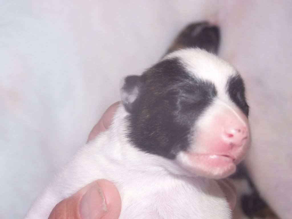 morepicsofabbeypups012.jpg