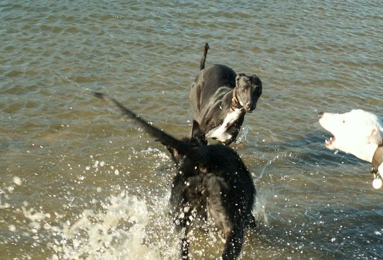 inthewater2.jpg