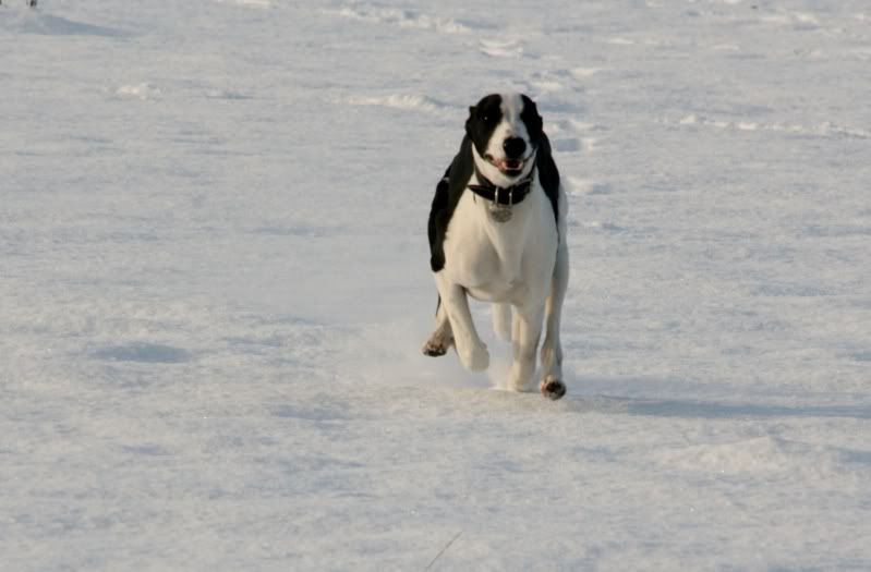 Evennmoresnow27112010028.jpg