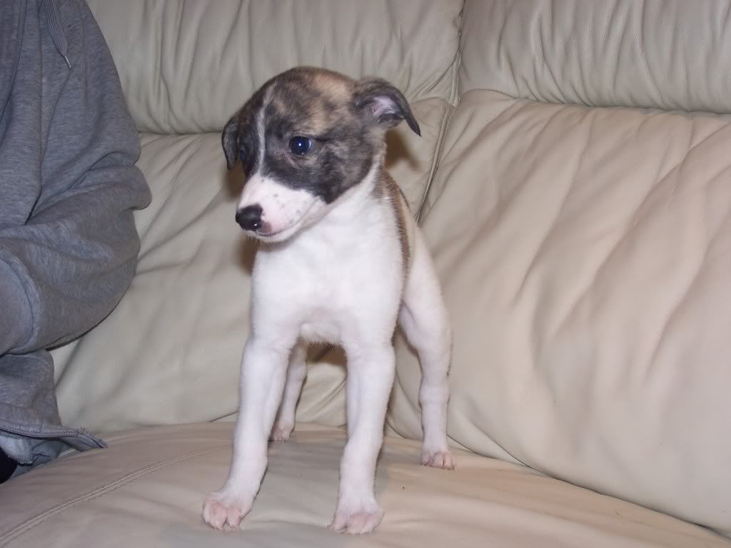 abbeypupssixweeksold012.jpg
