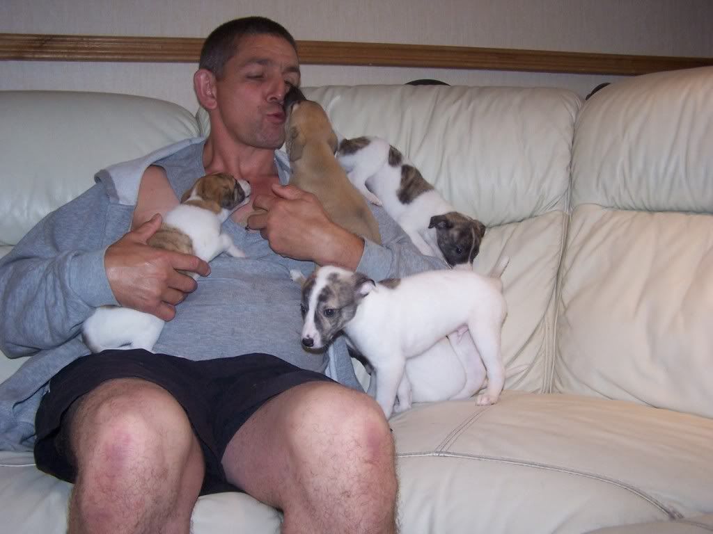 abbeypupssixweeksold021.jpg