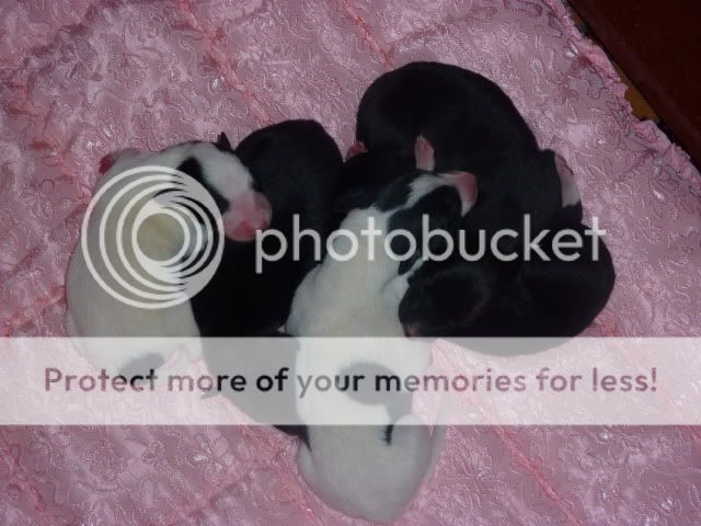 flosspups009.jpg