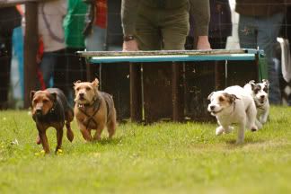 terrierracing48.jpg