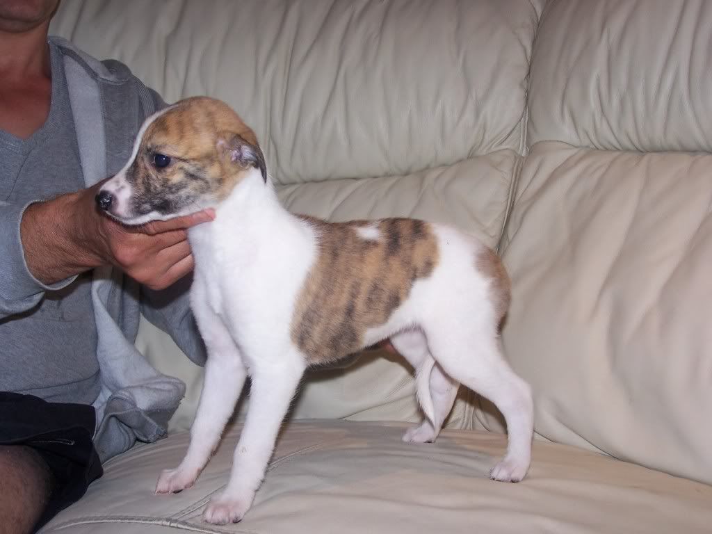 abbeypupssixweeksold005.jpg