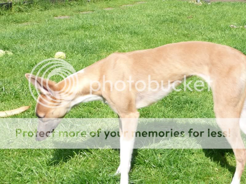 tanzy16lb.jpg