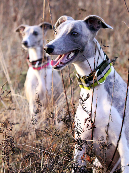 Our_two_girls_by_DobesMom.jpg