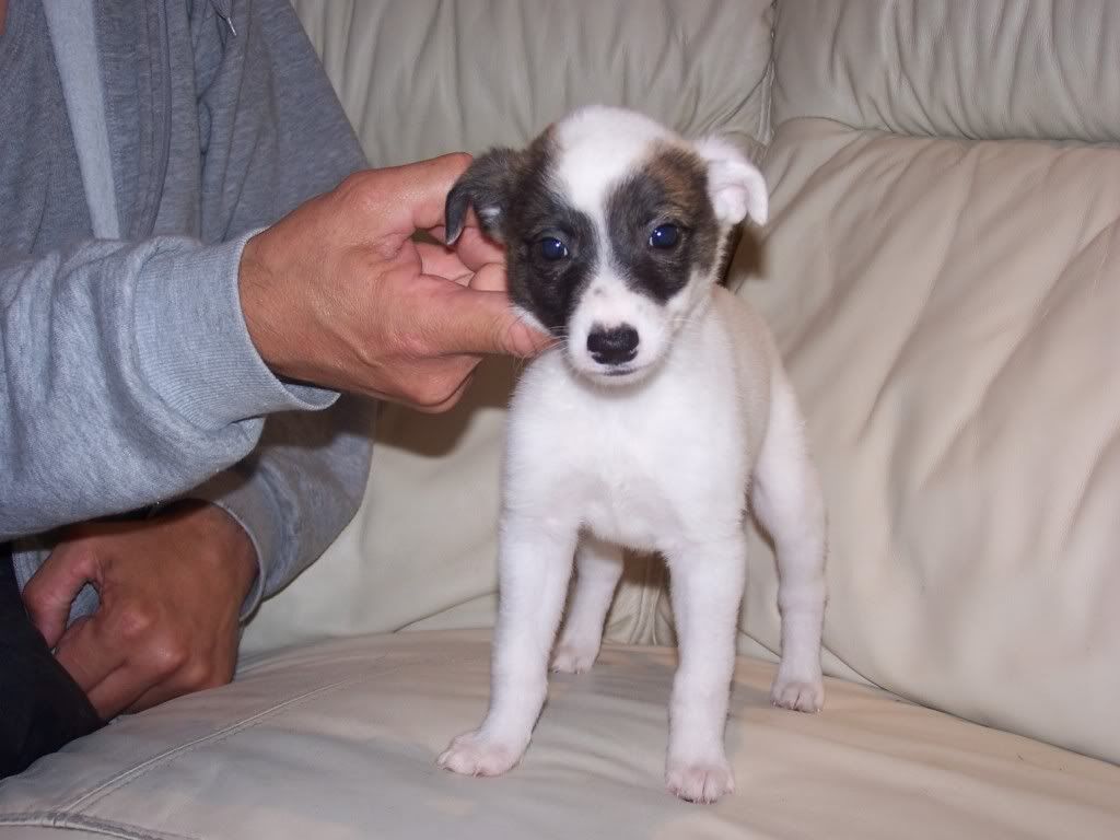 abbeypupssixweeksold016.jpg