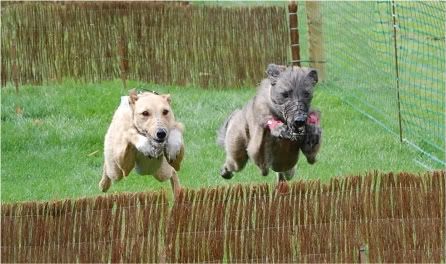 hurdles4.jpg