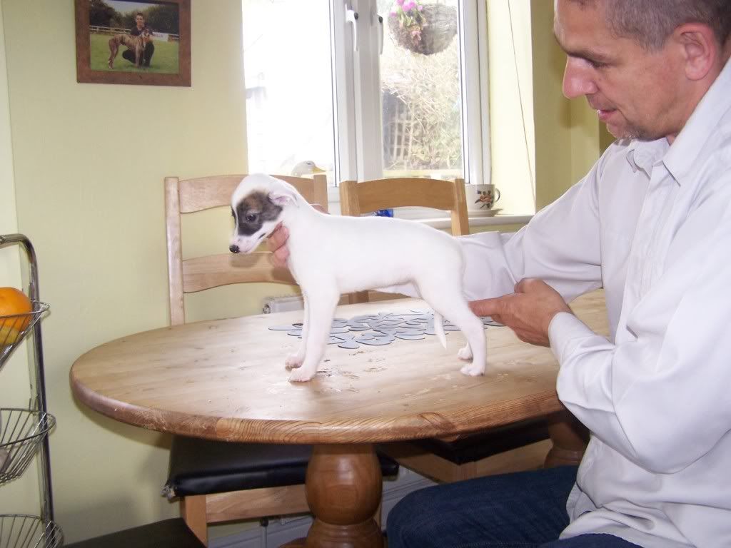 ballyspot7weeks014.jpg