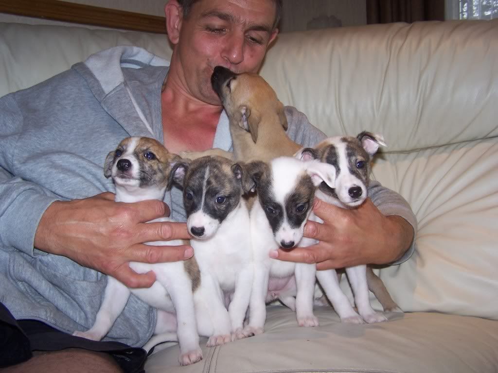abbeypupssixweeksold028.jpg
