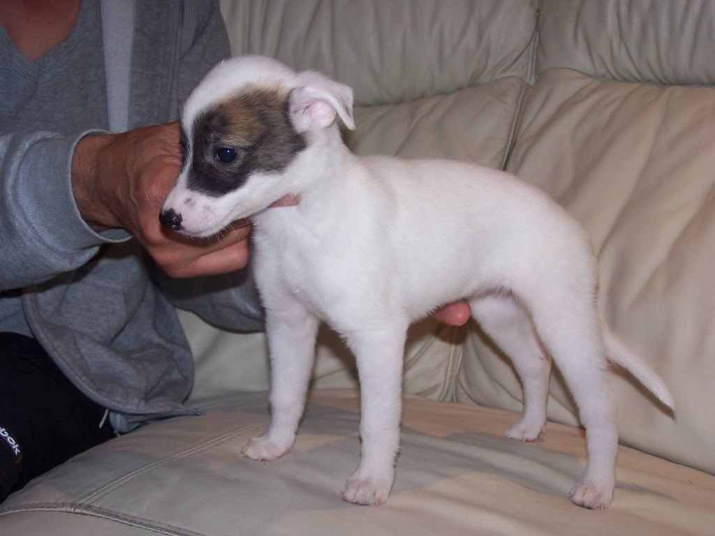 abbeypupssixweeksold013.jpg