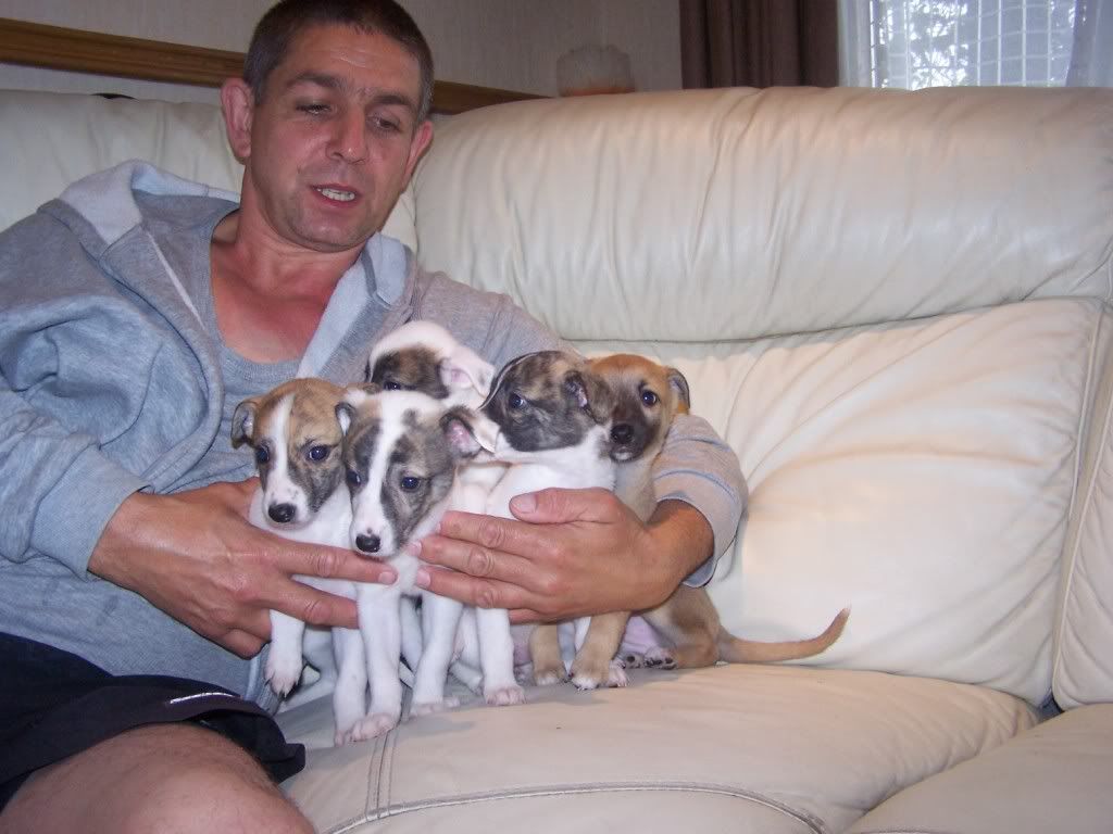 abbeypupssixweeksold023.jpg