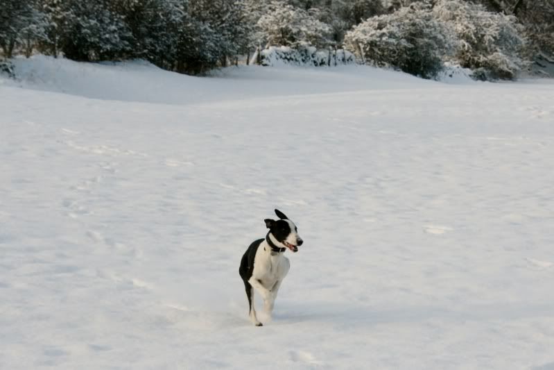 Evennmoresnow27112010017.jpg