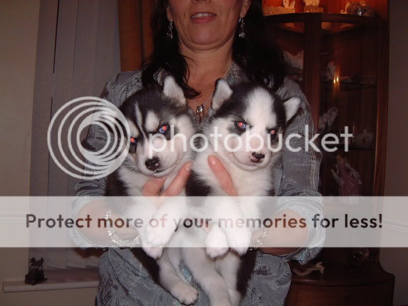 pupsat4weeksold002.jpg