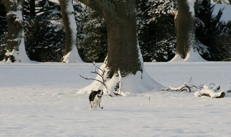Evennmoresnow27112010024.jpg