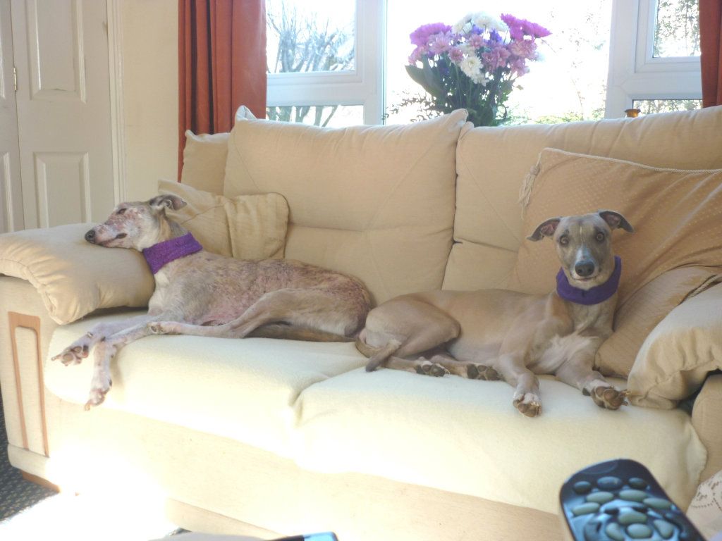 Happyhounds001.jpg