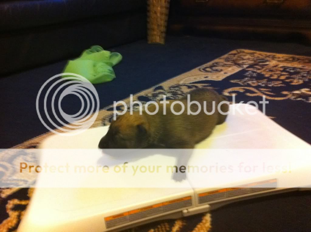 lyndonspup004.jpg