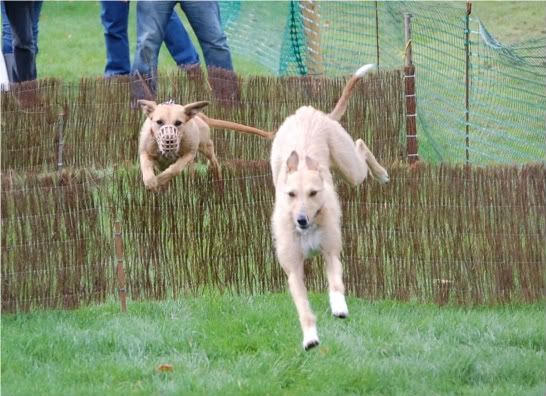 hurdles5.jpg