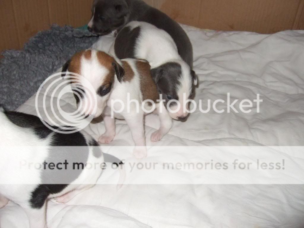poppyspups2003.jpg