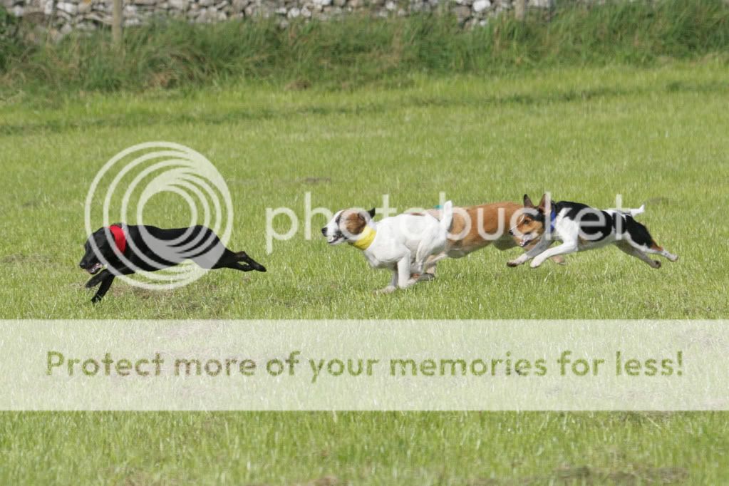 terrierracing.jpg