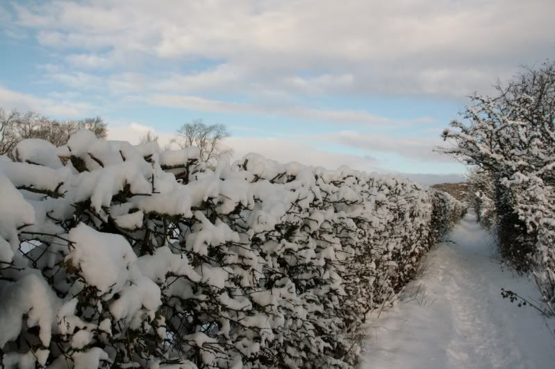 Evennmoresnow27112010052.jpg