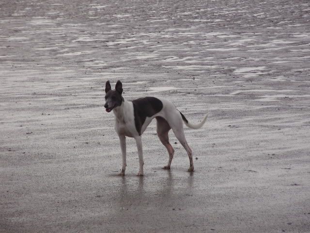 Berrow023.jpg
