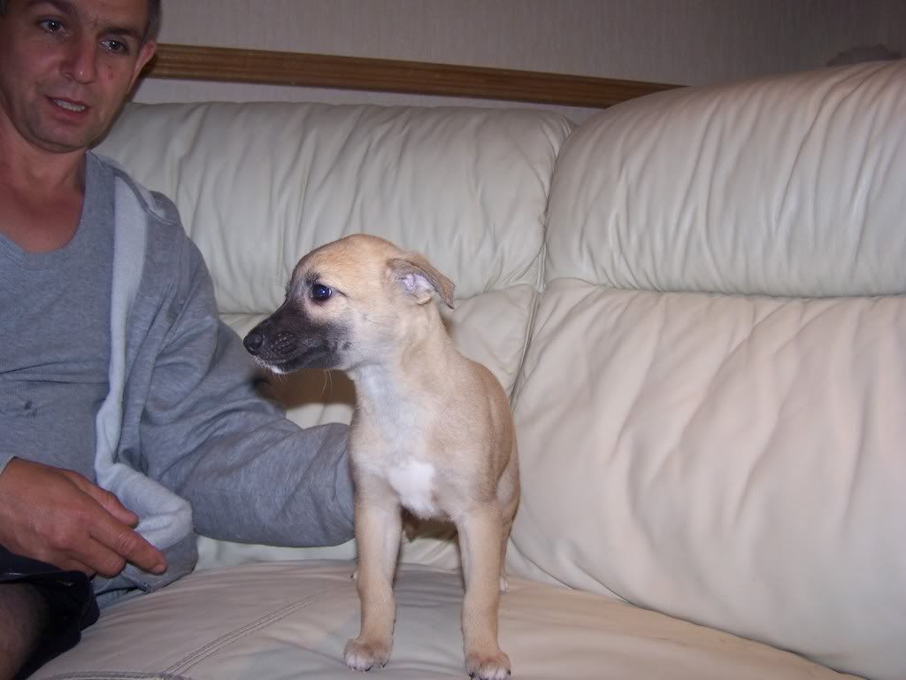 abbeypupssixweeksold004.jpg