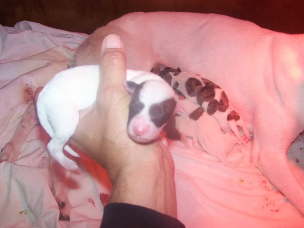 ballyspot009.jpg